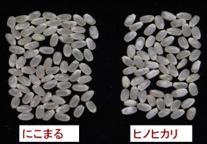 九州沖縄農業研究センター:「にこまる」の育成 | 農研機構