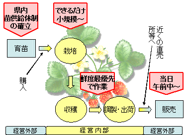 図3 導入初期段階におけるイチゴ生産・販売イメージ
