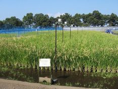 写真1水田におけるかけ流し試験と温度観測の様子