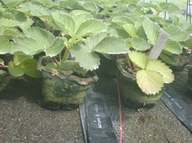 底面給水