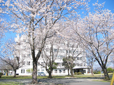 桜が満開の研究本館前