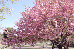 桜の画像