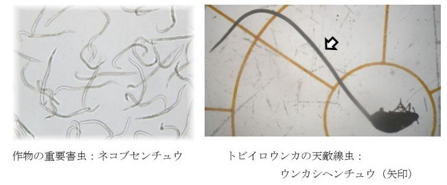 線虫グループ