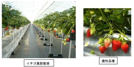 イチゴの周年安定生産