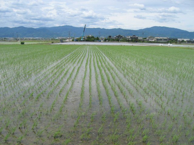 点播栽培の苗立ち状況