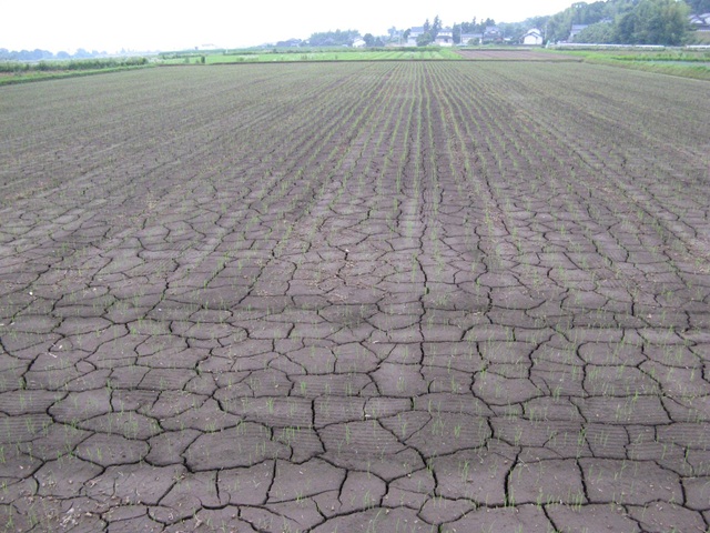 点播水稲の生育状況