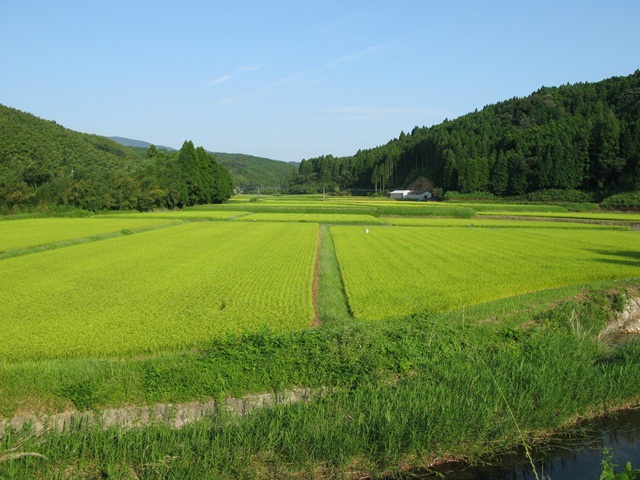 順調に生育する水稲