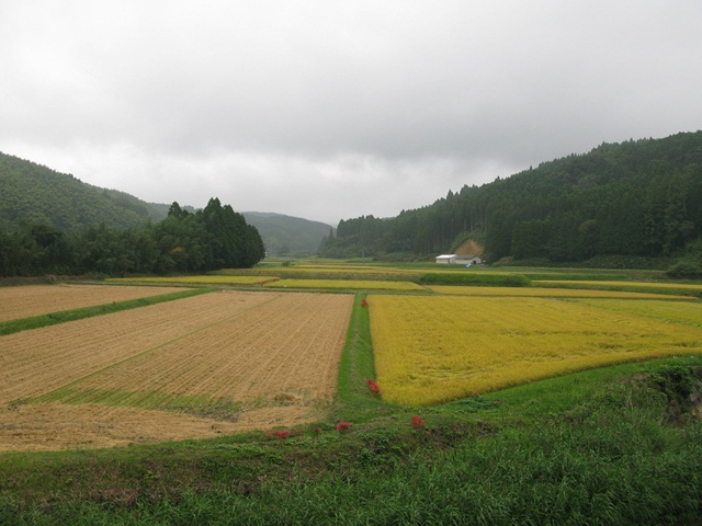 移植水稲の収穫が終わり、いよいよ直播水稲の収穫が始まりました