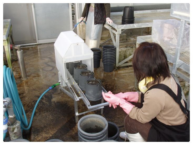 写真6 考案した鉢洗浄機での作業