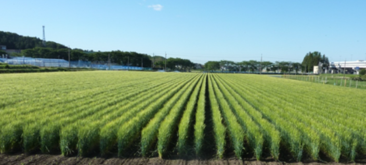 こぼれ話54》ビールの鮮度が劣化しにくい大麦新品種「ニュー