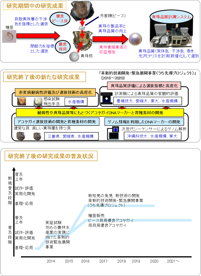 優良アコヤガイの導入等による真珠品質の向上と安定化の実証研究