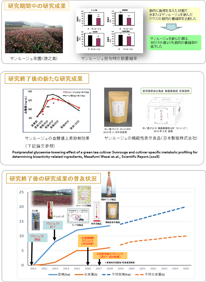 高アントシアニン茶品種「サンルージュ」の普及と抗ストレス作用を活用した食品開発