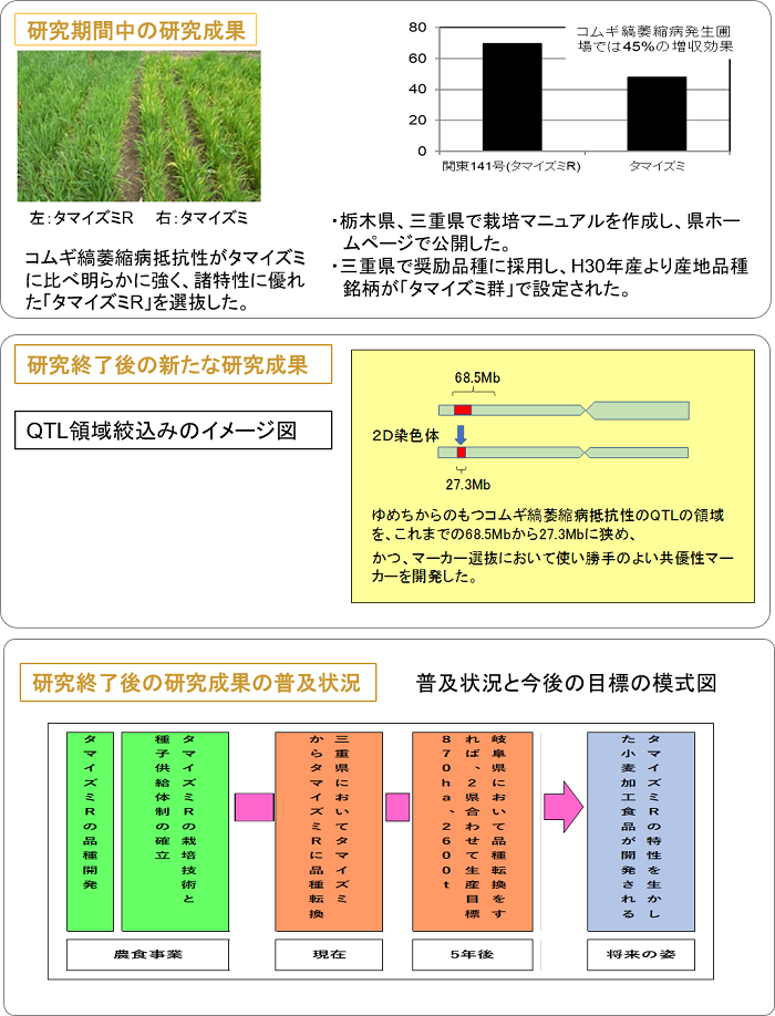 (26085C) 硬質小麦タマイズミの縞萎縮病と穂発芽抵抗性を強化した「スーパータマイズミ」の開発