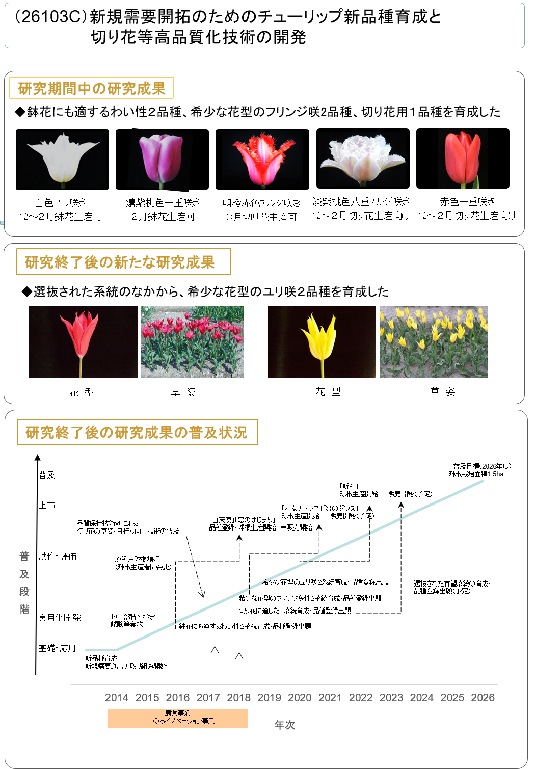 (26103C) 新規需要開拓のためのチューリップ新品種育成と切り花等高品質化技術の開発