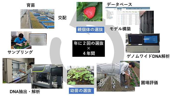 イチゴのデータ駆動型育種