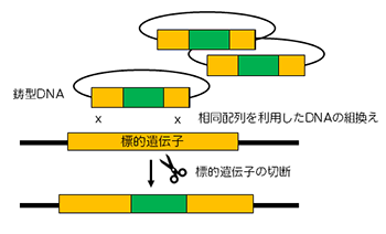 図