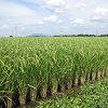 有機農業に関する研究・技術開発の情報サイト