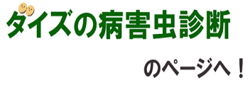 daizudisessinndann.png