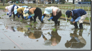 田植え