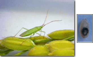 アカヒゲホソミドリカスミカメ