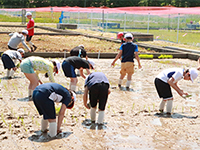 田植えの様子