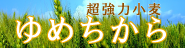 超強力小麦「ゆめちから」