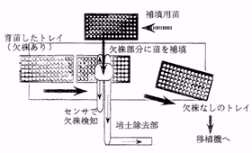 図2.葉菜類用セルトレイ苗補填装置