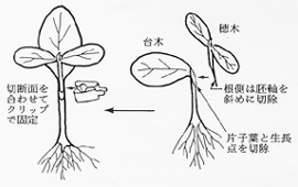 片葉切断接ぎ