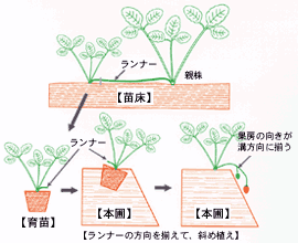 いちご移植機の植付け方法