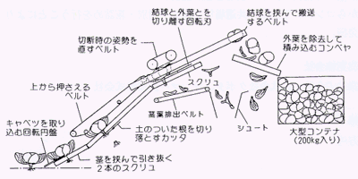 収穫機構とキャベツの流れ