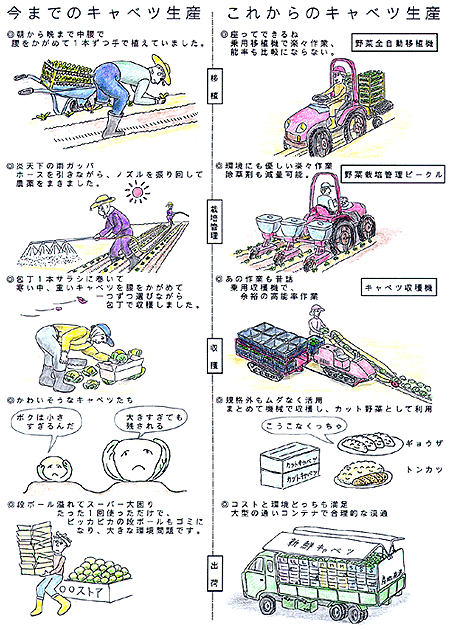 今までのキャベツ生産(左)、これからのキャベツ生産(右)