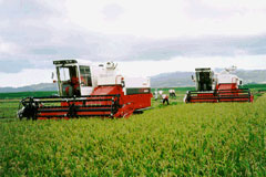 水稲収穫(全面刈りヘッダー)