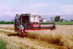 小麦収穫
