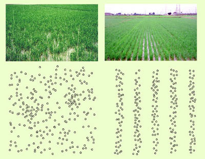 播種様式の比較左:全面散播右:帯状播種