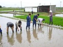 校外実習「稲作物」