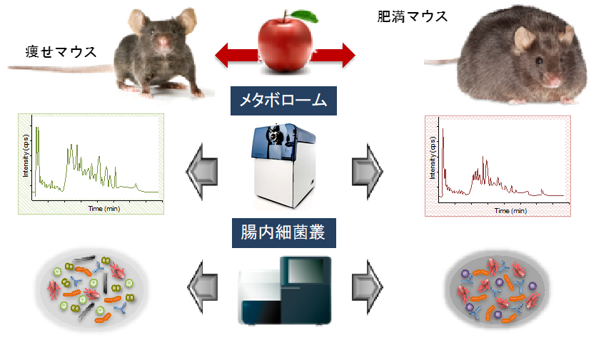 (図)プロシアニジンが食事による肥満やメタボリックシンドロームを予防するメカニズム