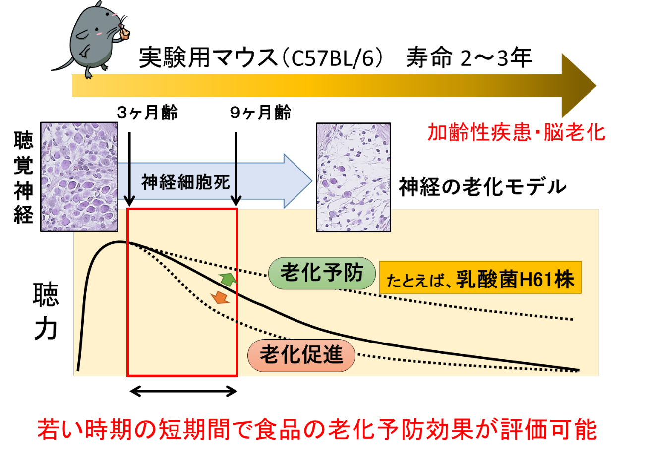 (図)マウスの加齢性難聴を指標とした食事因子と老化速度の関係に関する研究