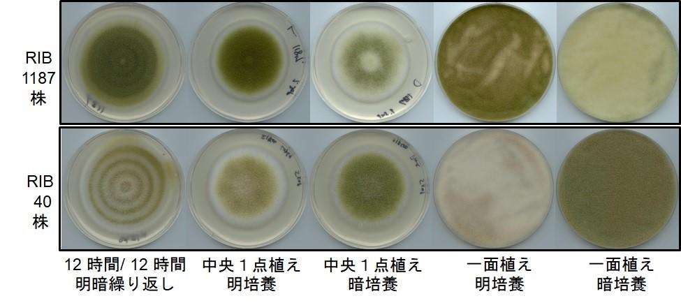 【写真】RIB1187株とRIB40株のシャーレ比較5パターン
