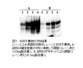 BSE千葉例のWB結果