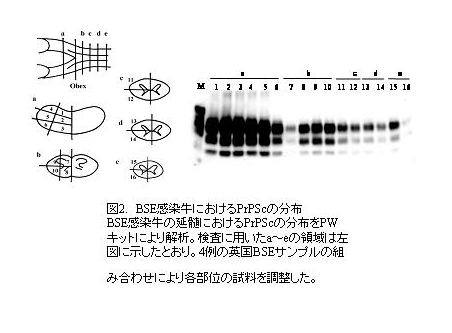 BSE感染牛におけるPrPScの分布