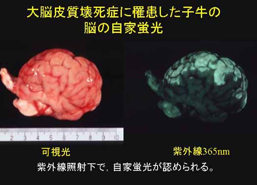 大脳皮質壊死症に罹患した子牛の脳の自家蛍光