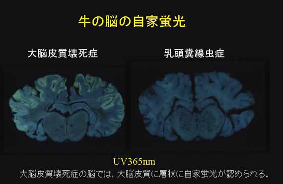 牛の脳の自家蛍光