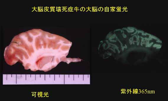 大脳皮質壊死症牛の大脳の自家蛍光