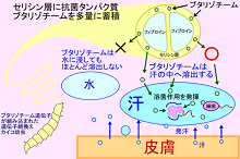 抗菌シルク