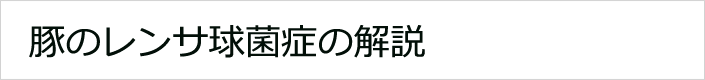 豚のレンサ球菌症の解説