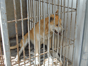 狂犬病