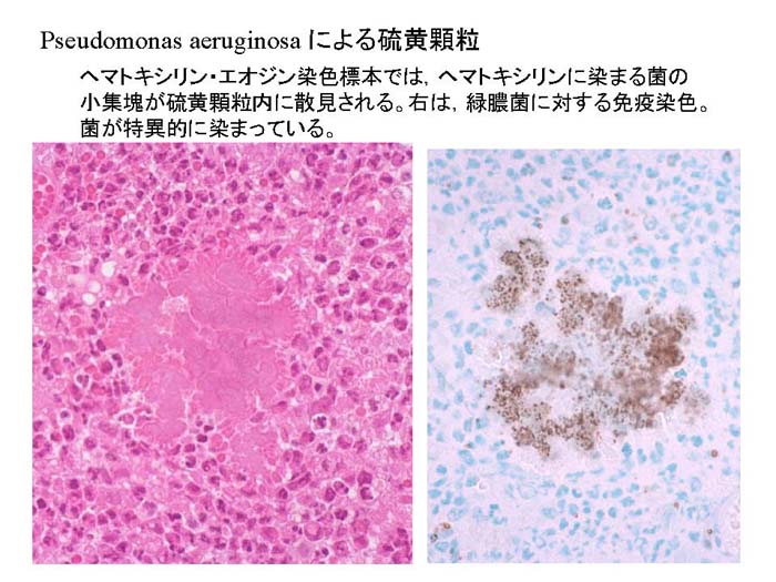 動物衛生研究部門