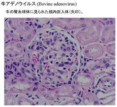 牛アデノウイルス