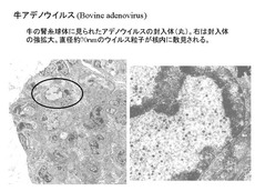 牛アデノウイルス