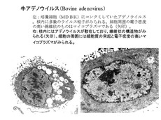 牛アデノウイルス